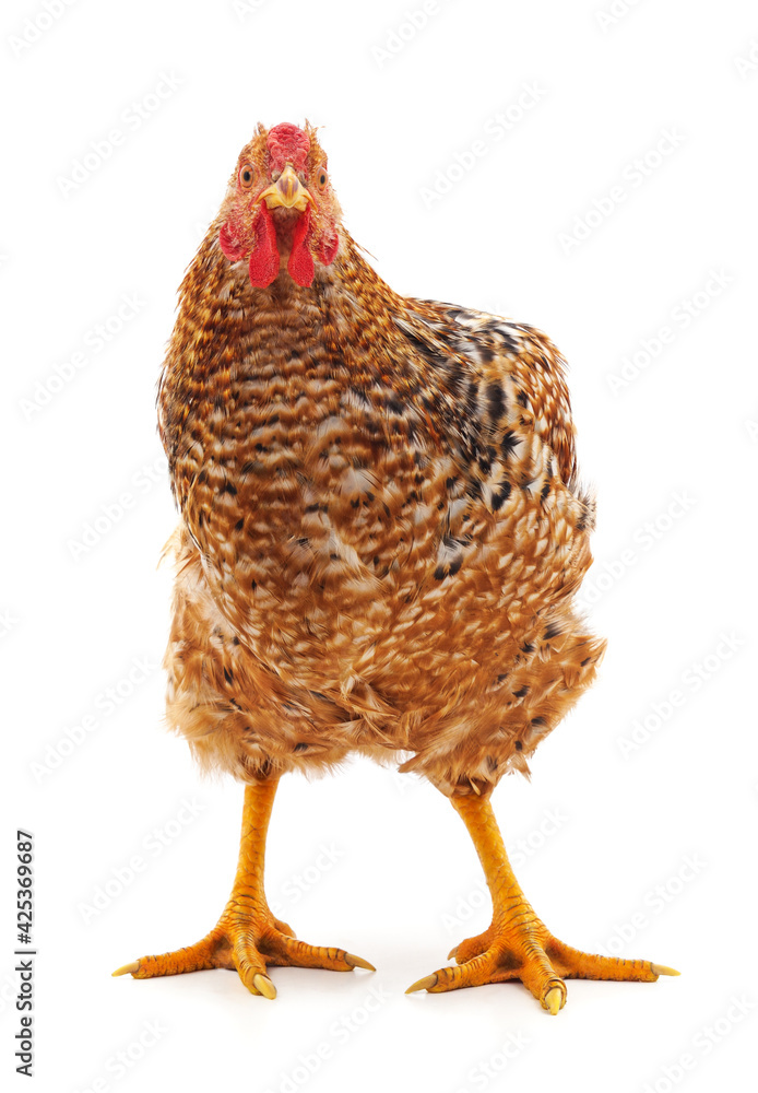 Fototapeta premium Young brown chicken.