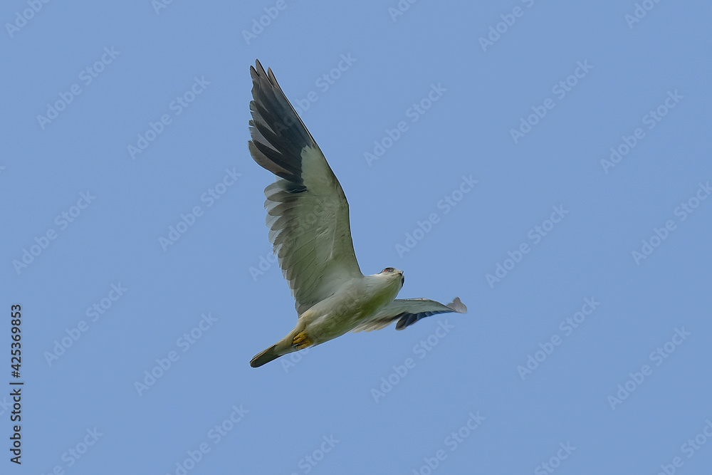 Black-winged / Black-shouldered Kite Black-winged / Black-shouldered Kite