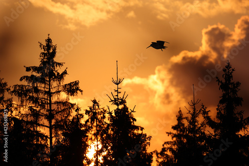 Fotografie, Obraz Scolopax rusticola Woodcock flying