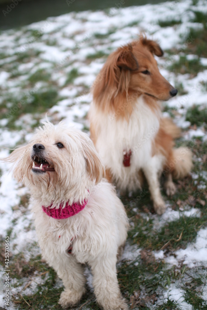 Chiens Chiens