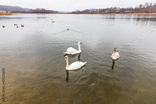 Fototapeta Naklejka Na Ścianę i Meble -  Swans on the Gorodishchenskoe lake near the Slovenian springs (springs of the Twelve Apostles). Pechory, Russia 