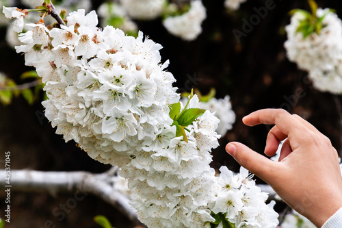 hand picking cherry flower in Jerte valley