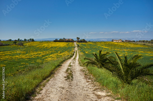 fields and flowers in spring around Pachino Syracuse in Sicily and the typical farmhouses