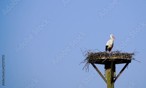 Storch in seinem Storchennest mit strahlend blauem  Himmel im Hintergrund. Gro  er Vogel mit schwarz wei  em Gefieder. Ciconiidae 