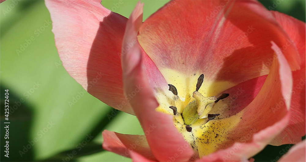 red tulip closeup .beautiful tulip landscape wallpaper
