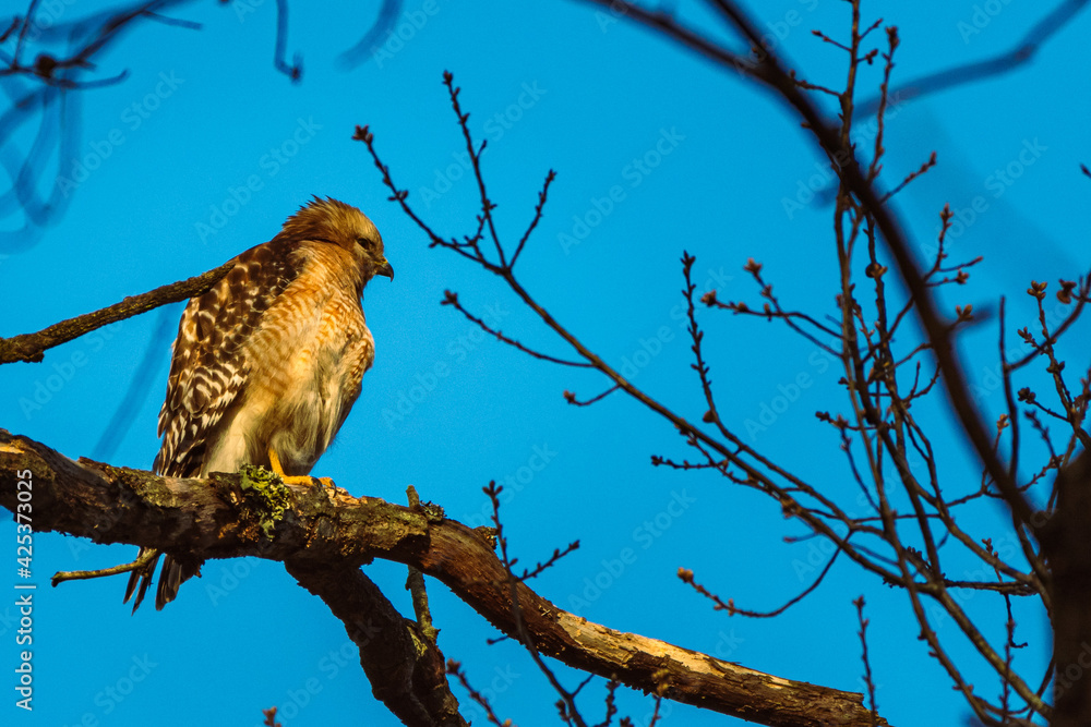 Obraz premium owl on branch