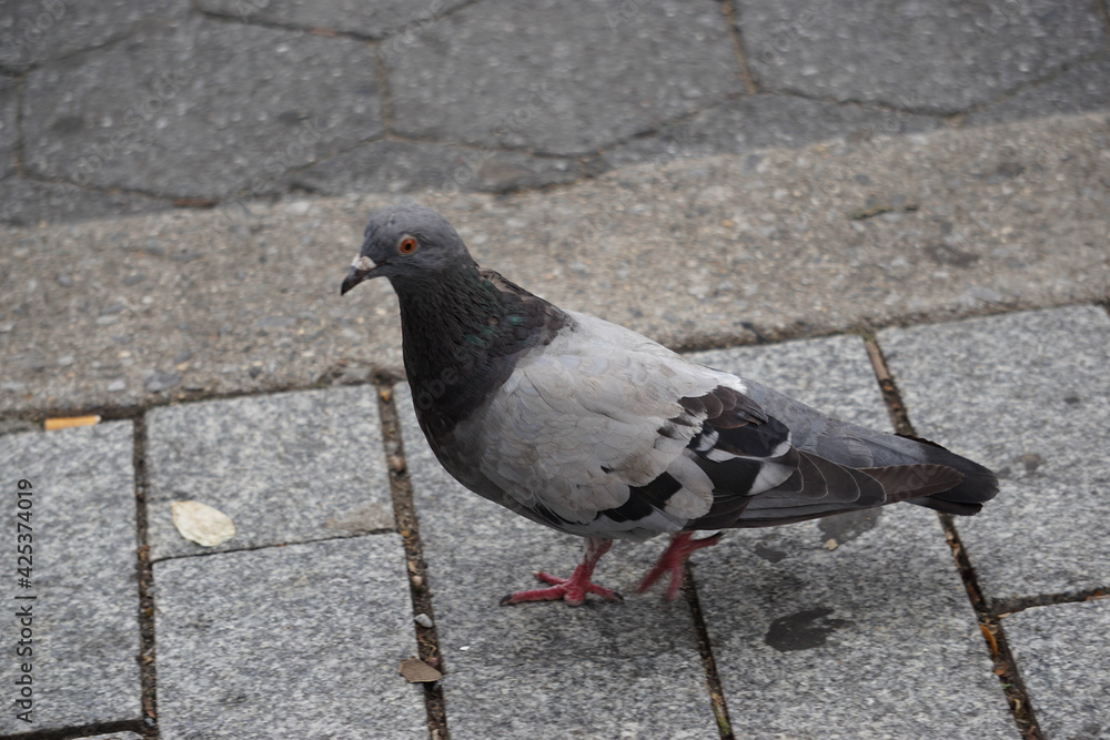 Obraz premium Pigeon on the sidewalk
