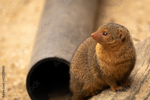 Zwergmanguste im Zoom Zoo Gelsenkirchen photo