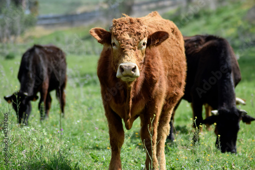 A beef in the foreground in the meadow while feeding.