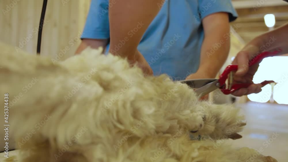 Zoomed in videography of shearing process of an alpaca, a person can be seen skillfully removing the fleece with a pair of cutters. Zoomed in videography of shearing process of an alpaca, a person can be seen skillfully removing the fleece with a pair of cutters.