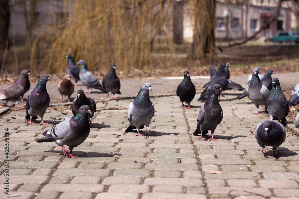 Fototapeta premium A flock of gray, black and brown pigeons walks on paving slabs on a spring day. A lot of bird on the street.