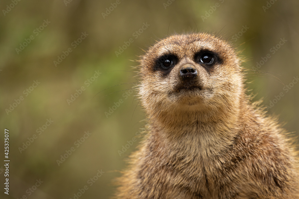 Erdmännchen Erdmännchen
