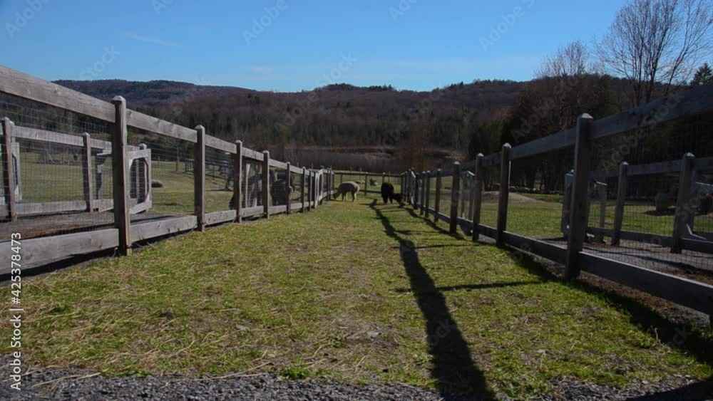 Locked down shot featuring alpacas roaming around their enclosure in vast green fields, in a quiet surrounding with small hills at background. Locked down shot featuring alpacas roaming around their enclosure in vast green fields, in a quiet surrounding with small hills at background.