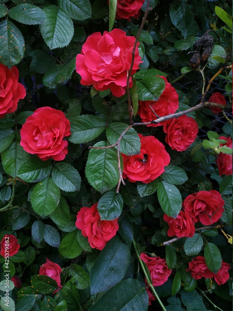 red roses in garden red roses in garden