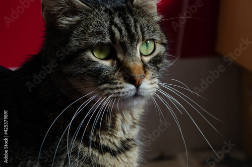 Cute female cat looking to sunshine