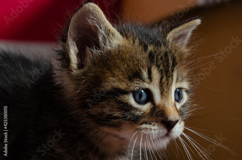 Cute kitten looking cute furry pet