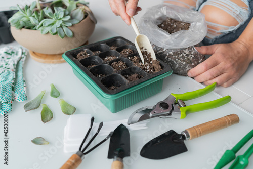 Spring gardening seedling leaf propagation plant growth at home.