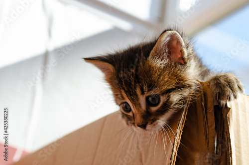 Cute kitten climbing from a box