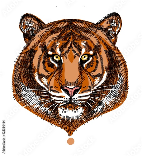 Portrait of a tiger  calm expression. A hand-drawn sketch.
