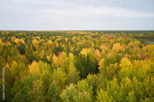 Aerial view of the autumn taiga. Copy space.
