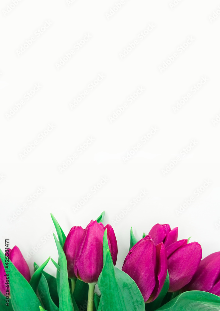 Obraz premium Tło tulipany