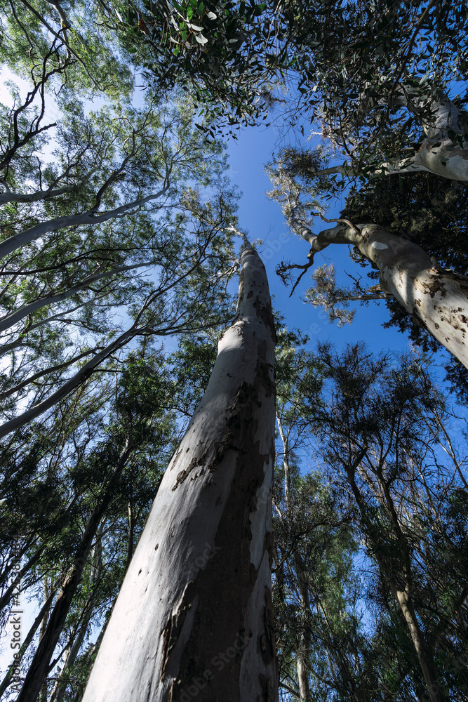 Fototapeta premium Vertical low angle shot of trees under a clear blue sky