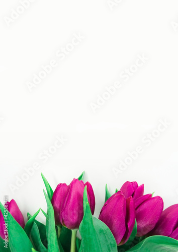 Tło tulipany
