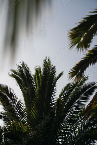 Hojas de palmera con el sol fuerte dandole luz