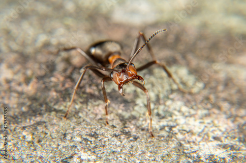 Red Wood Ant © thomasmales