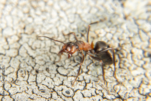 Red Wood Ant