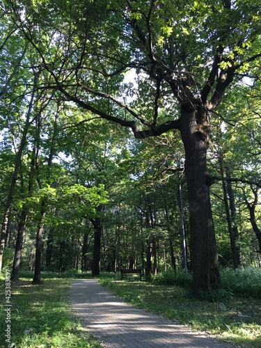 alley in the park