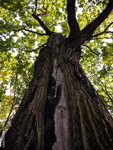 old oak tree