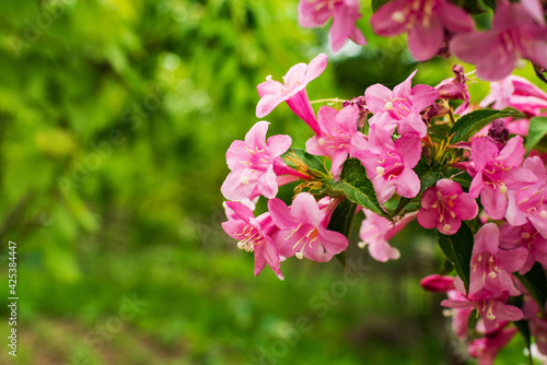 weigela pink flowers and green soft background