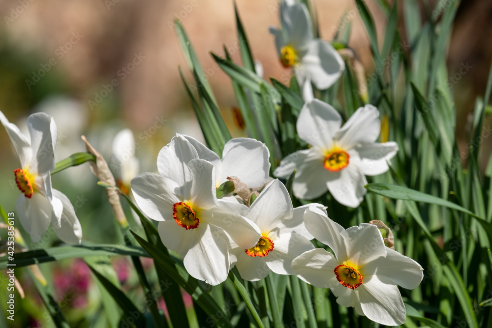 Spring daffodil narcissus flowers, at the historic walled garden in Eastcote, London Borough of Hillingdon, UK. Spring daffodil narcissus flowers, at the historic walled garden in Eastcote, London Borough of Hillingdon, UK.