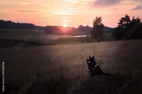 Psy patrzące na wschód słońca na wsi © oliviacy