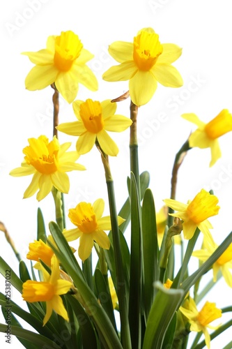 Yellow daffodils on a white background, Narcissus