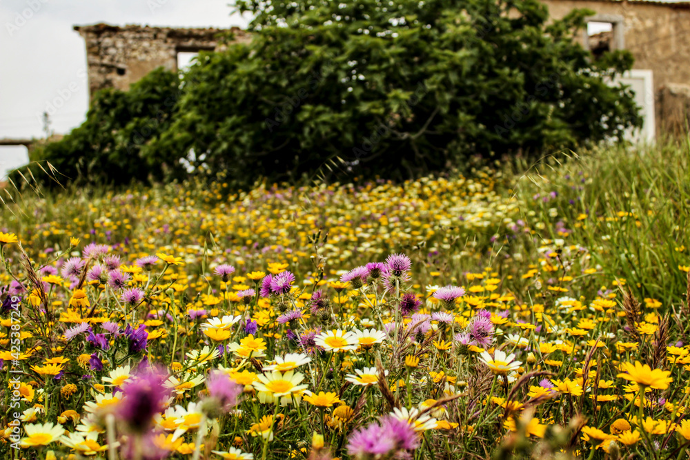 Beautiful meadow with colorful wild flowers Beautiful meadow with colorful wild flowers