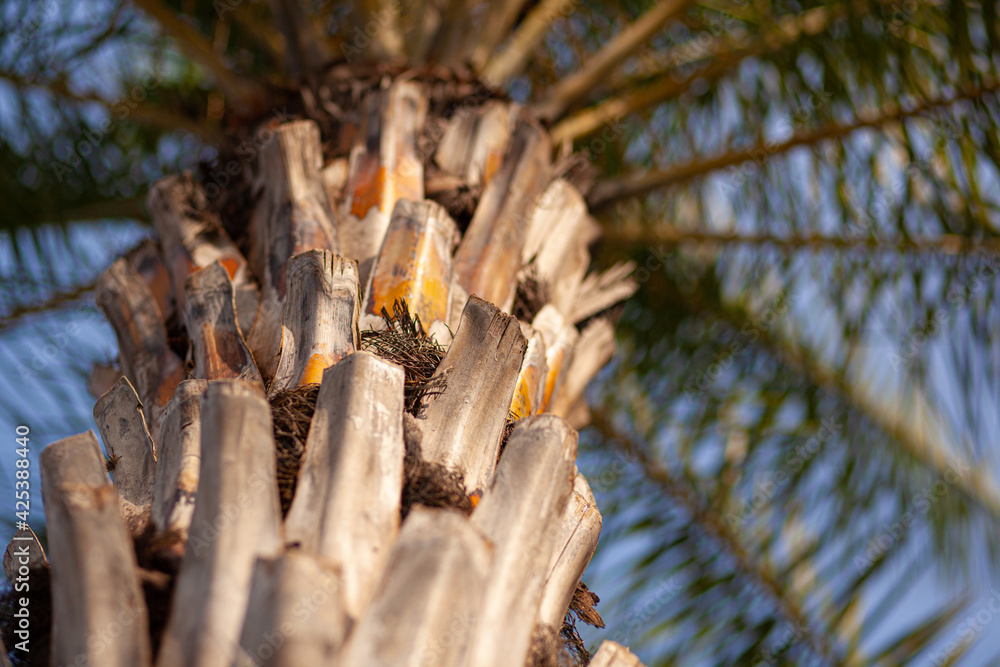 powerful trunk of a very large tropical palm tree, grows in cities in parks powerful trunk of a very large tropical palm tree, grows in cities in parks