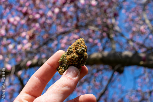 A Hand Holding Up a Cannabis Nug With a Cherry Blossom Tree Behind