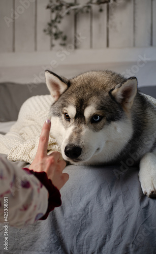 Wolf-like siberian husky with geterochromy lying at the bed