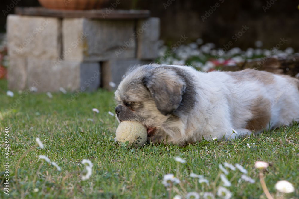 Fototapeta premium Cagnolino