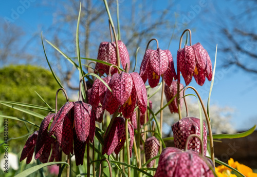 Purple chequered Snake's  Head Fritillary flowers grow in the grass outside the walled garden at Eastcote House, London Borough of Hillingdon, UK. Photographed on a sunny day in early April. photo