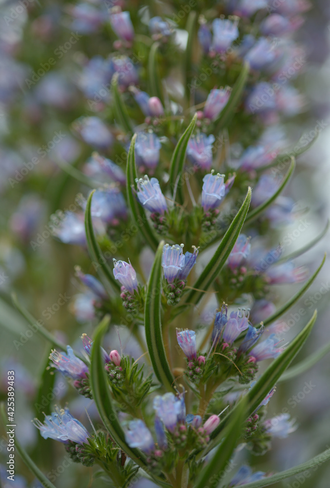 Flora of Gran Canaria -  Echium callithyrsum, blue bugloss of Tenteniguada, endemic to the island,
 natural macro floral background