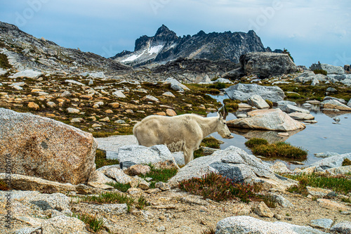 Mountain goat in the Enchantments