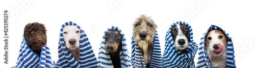 Photography Funny group of dogs bath wrapped with a striped towel