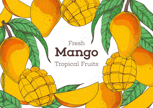 Mango fruit hand drawn package design. Vector illustration. Design, package, brochure illustration. Mango frame illustration. Can used for packaging design. Colorful.