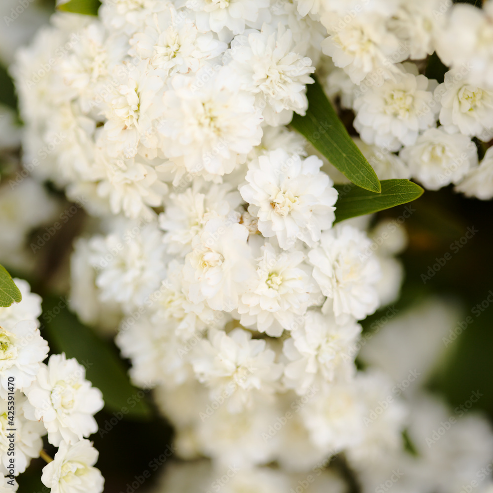 natural macro floral background with double-flowering white Spiraea bush
natural macro floral background with double-flowering white Spiraea bush