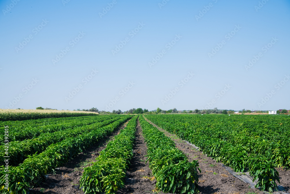 Paprika bushes growing in the field