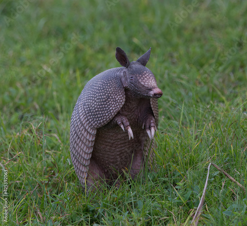 Wild nine-banded armadillo (Dasypus novemcinctus), or the nine-banded, long-nosed armadillo, is a medium-sized mammal, sitting up with claws exposed, in green grass, curiously looking to its right  photo