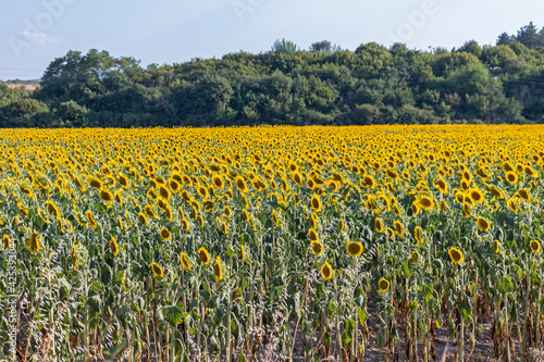 Wallpaper Mural Landscape sunflower field near town of Svilengrad, Haskovo Region, Bulgaria Torontodigital.ca